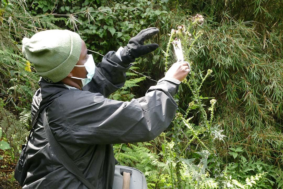 collecting gorilla plant food samples